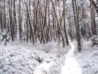 Schmaler Weg durch winterlichen Kiefernwald